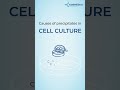 Are you observing cloudiness in your cell culture? #primarycells #cellculture #research