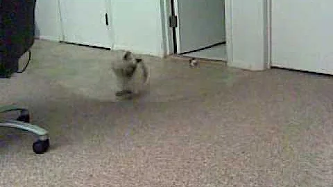 Watch the video about Tonkinese cat playing fetch2