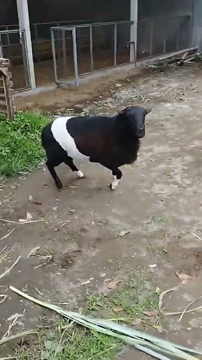 Lucu, dikejar kambing ngakak #shorts