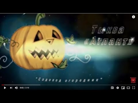 Тыква «Атлант»