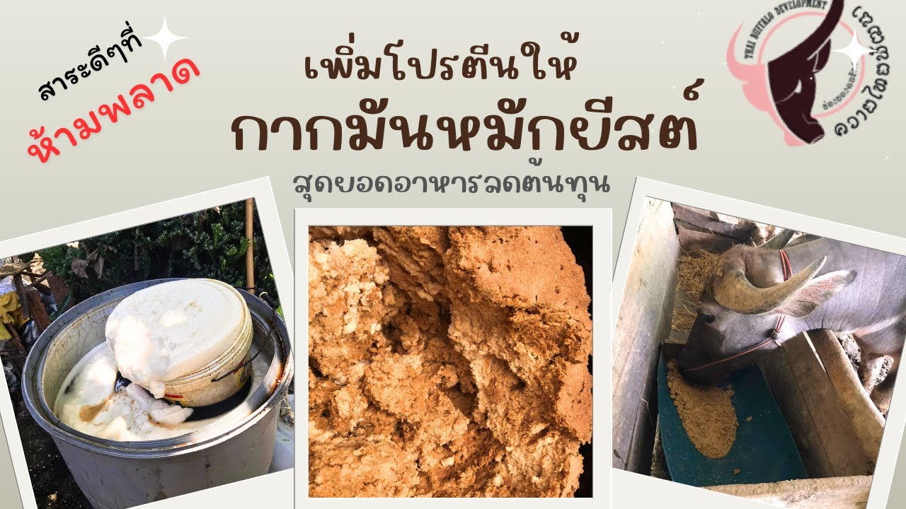 เพิ่มโปรตีนให้กากมันหมักยีสต์ อาหารสัตว์ลดต้นทุน
