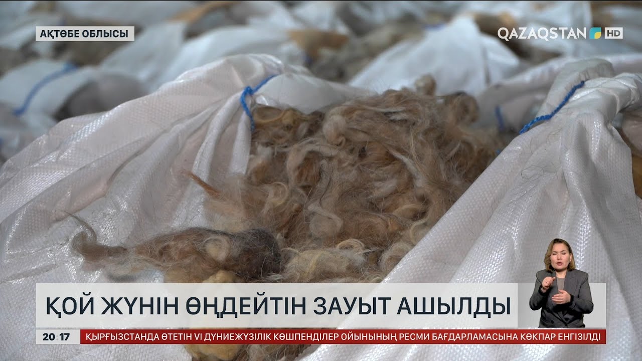 Ақтөбеде қой жүнін өңдейтін зауыт ашылды