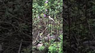 VID-20240704-WA0012