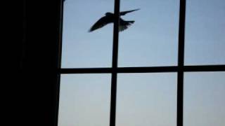 Famous Dumb Bird Hitting Window Profile