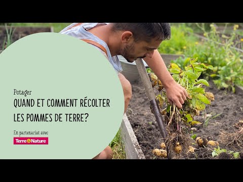 Vidéo: Quand Et Comment Creuser Des Pommes De Terre ?