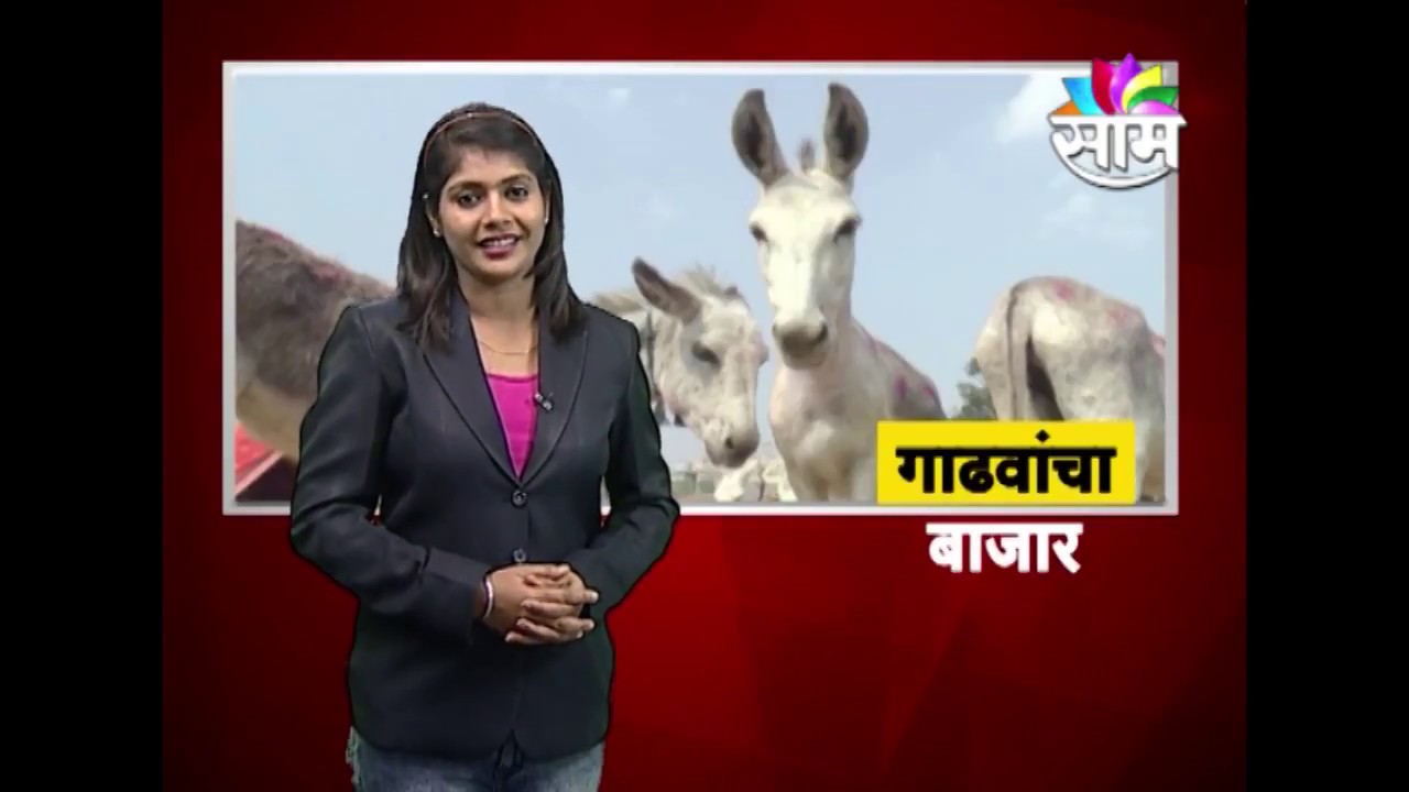 महाराष्ट्रातली एकमेव जागा ; इथे भरतो गाढवांचा बाजार