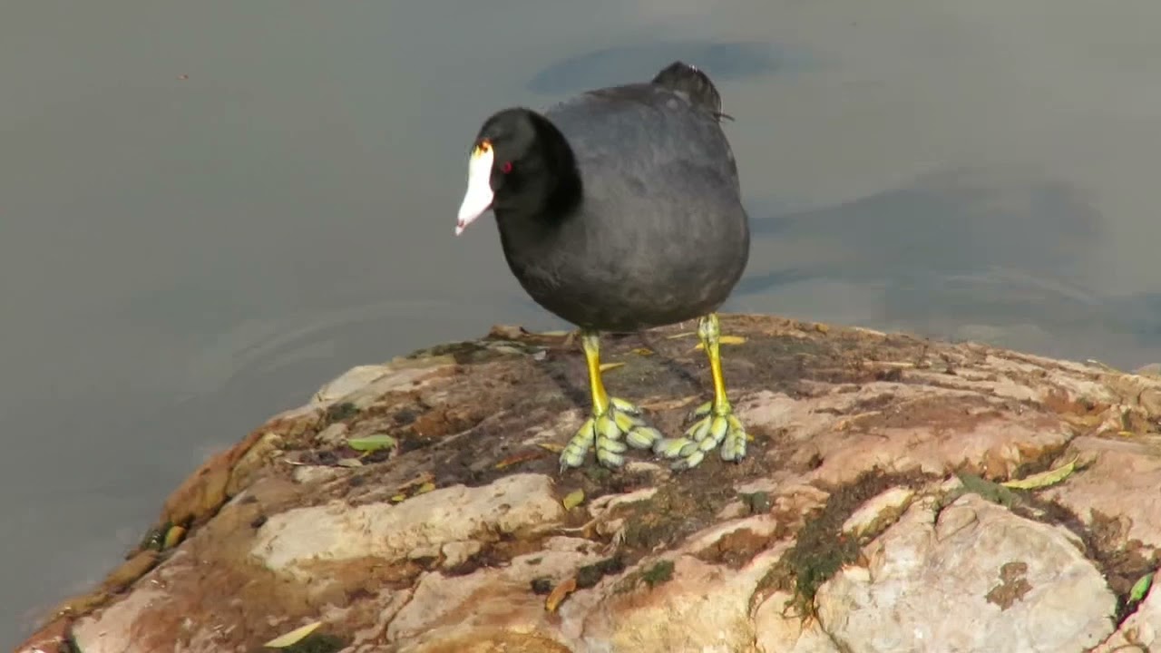 American Coot tapping its feet 😁