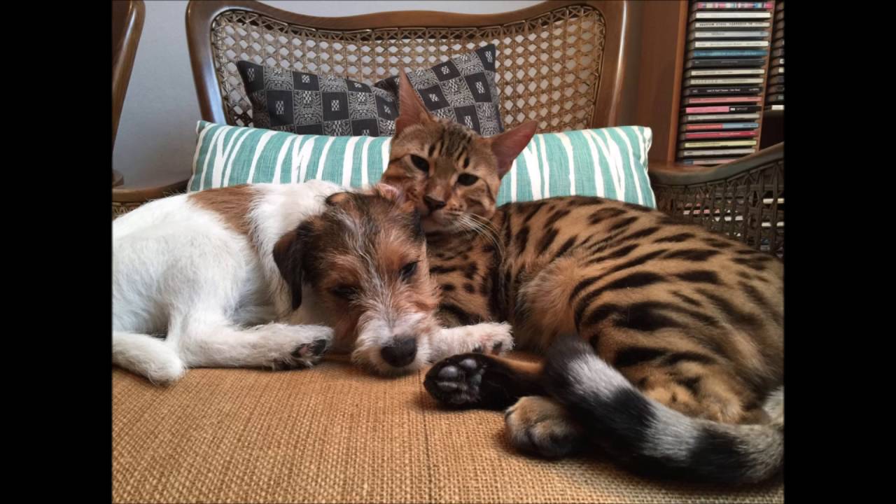 jack russell and cats