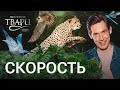 Кто самый быстрый на Земле? Пике в 332 км/ч, турбоускорение на воде и суперпродуктивные легкие