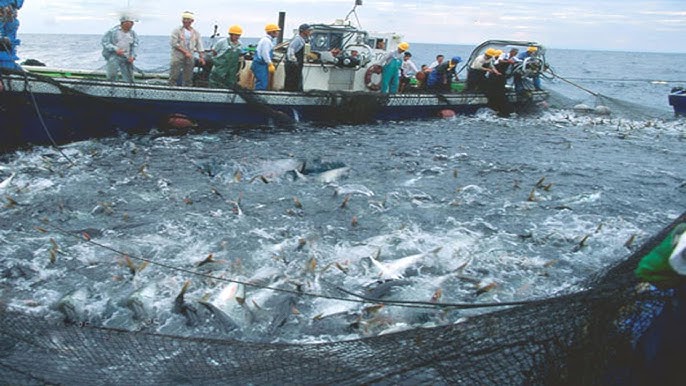 Amazing big nets catch hundreds of tons of herring on the modern boat - Biggest  Fishing Net 