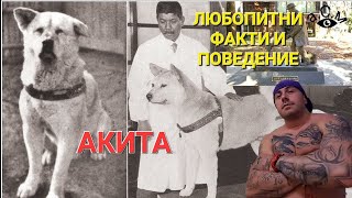 АКИТА - ЛЮБОПИТНИ ФАКТИ И ПОВЕДЕНИЕ - В КРАЯ НА ВИДЕОТО НА КРАТКО ИСТОРИЯТА НА КУЧЕТО ХАЧИКО а.С.м