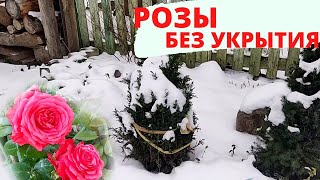 Укрывать Ли Розы На Зиму | Эксперимент На Даче | Выживут Или Нет