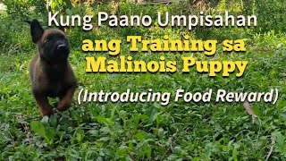 Umpisa ng Training sa Malinois Puppy - 1.5 mos Old (Sam & Trixie)