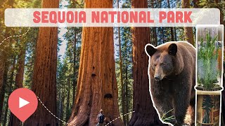 Best Things to Do in Sequoia National Park