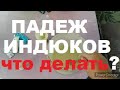 Гистомоноз у Индюков//Падеж в Хозяйстве/Чем Лечить Гистомоноз?