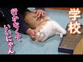甘え上手な猫のトラップからなかなか抜け出せない次女【スコティッシュフォールド】【アビシニアン】