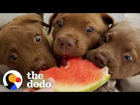 Video: Tiny Foster Puppy met een grote gezondheidstoestand is de meest Bossiest Mutherpupper ooit