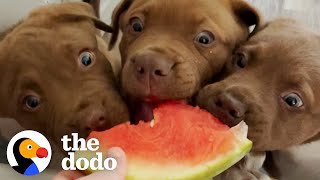 The 8 Rules To Fostering A Litter Of Tiny Puppies | The Dodo