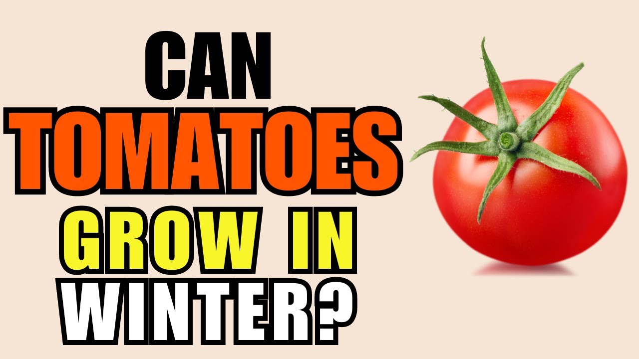 Can Tomatoes Grow In Winter? YouTube