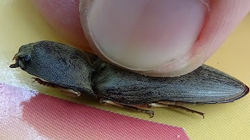 Cận cảnh Con Bổ Củi