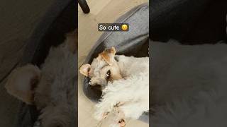 cutest dog | wire fox terrier ☺