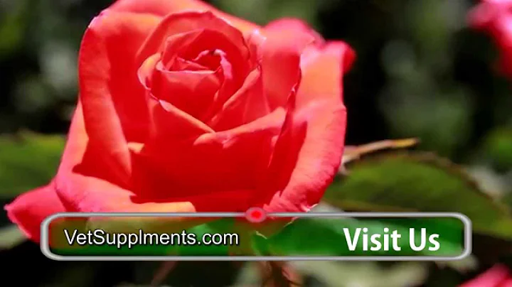 Roses - Relaxing, Soothing, Beautiful Photos - Ter...