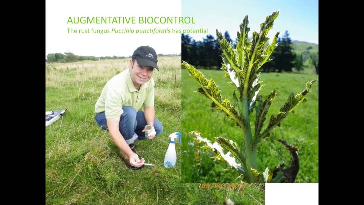 Обновление исследований и передовой опыт в области калифорнийского чертополоха