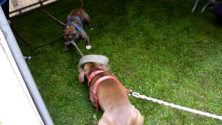 Tug Off War Roxy Vs Mack