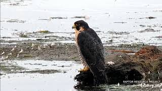 Mississippi River Flyway Cam: Peregrine Falcon  2022 08 14