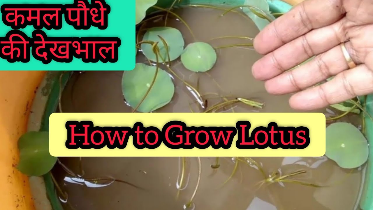 How to Care LOTUS /Kamal plant |Tips for more bloom | कमल पौधे की