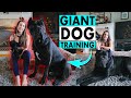 Giant Cane Corso Obedience Training in House