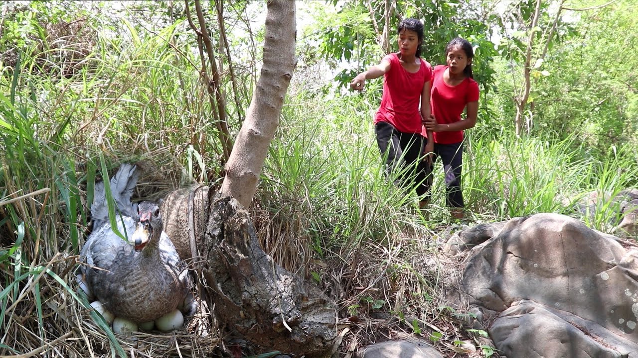 Found Wild Egg duck for Lunch - Cook Egg duck Underground Eating delicious - My Natural Food ep 30