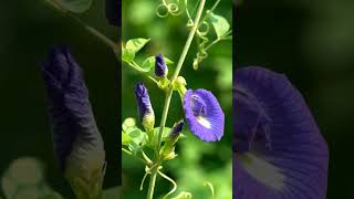 Blue bloom vibes 💙#viral #viral #nature #view #flowers