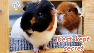Shocking Discovery About My Guinea Pigs (Positive!)