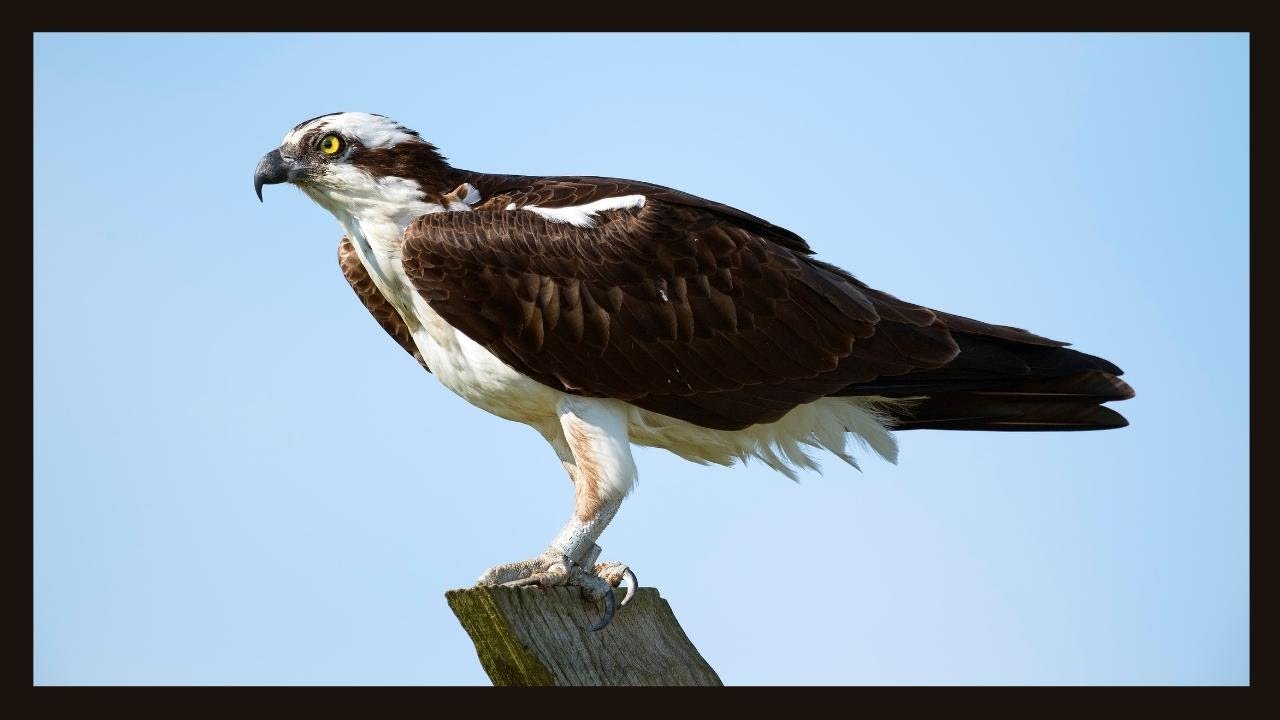 Beautiful Osprey In The Wild Hanging Out In A Tree Sea Hawk River