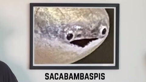 random videos i saved to my camera roll