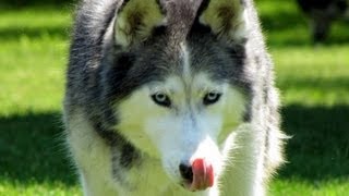 Shiloh Update! How often to Brush a Siberian Husky? FAN FRIDAY #61