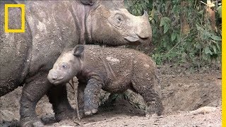 Les rhinocéros de Sumatra, une espèce quasi-éteinte