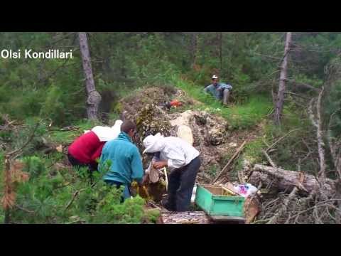 Video: Udhëtimi I Muajit Të Mjaltit Në Meksikë - Cfare Eshte