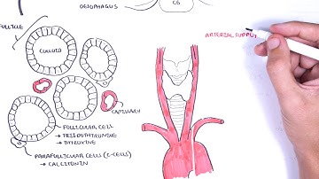 Thyroid Gland Anatomy - (embryology, blood supply, venous drainage, innervation, histology)