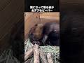 横になって眠る姿がおデブなビーバー #ビーバー #動物