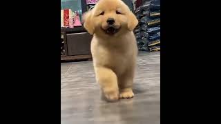 The cutest little puppy ever #shorts #donbongo