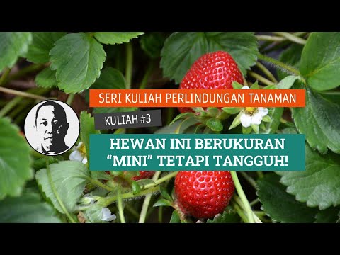 Video: Rawatan Nematod Daun: Cara Menghentikan Nematod Daun Pada Tumbuhan Chrysanthemum