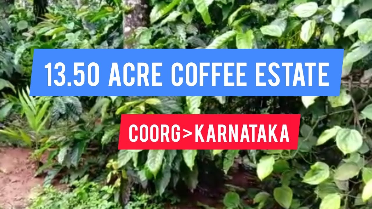 13 50 Acre Coffee Estate For Sale Coorg Karnataka Acre 30 Lakh 13-50-acre-coffee-estate-for-sale-coorg-karnataka-acre-30-lakh
