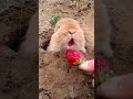 Big Faced Rabbit Eating Strawberries Cute Pet Debut Plan Rabbit Rural Cute Pet Big Faced Rabbit Eating Strawberries Cute Pet Debut Plan Rabbit Rural Cute Pet