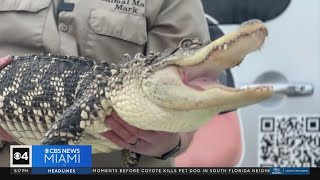 Detroit woman surprised after finding late son's 6-foot alligator
