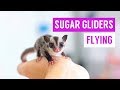 Sugar Glider Eating and Flying Compilation