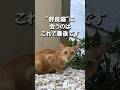 野良猫に会うのはこれで最後です #shorts