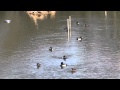 キンクロハジロ　水辺の野鳥 の動画、YouTube動画。