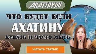 Купание  большой улитки ахатин